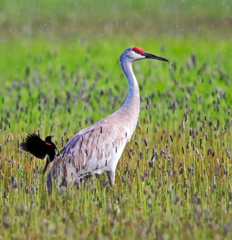 A large gray and white bird with a red crown walks in grass. 