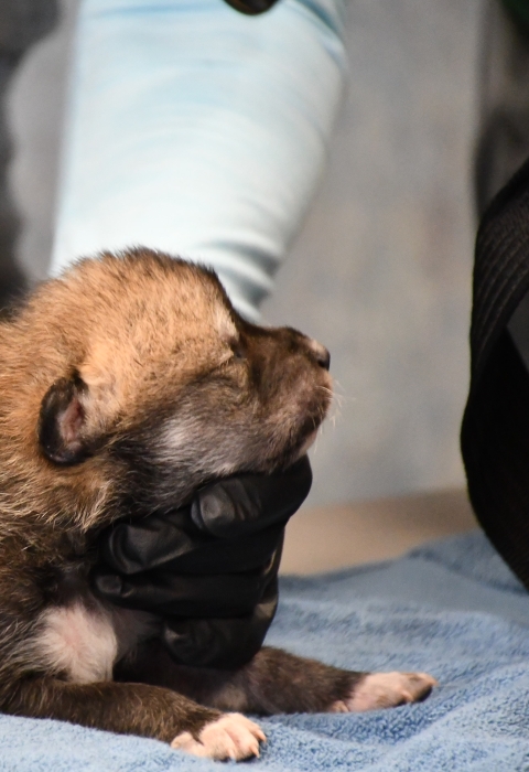 A Mexican wolf pup is given a health check