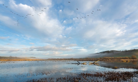 Ducks fly over a wetland at Baskett Slough National Wildlife Refuge 