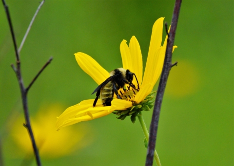 Bumble bee on swamp sunflower at Okefenokee Swamp.