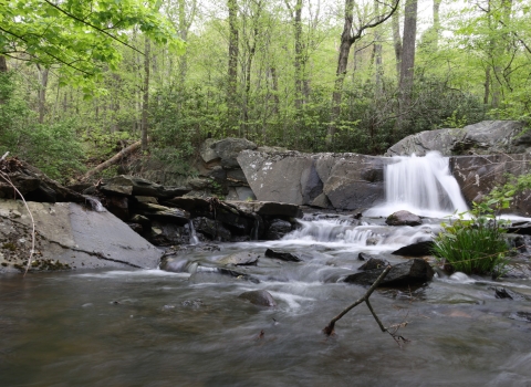 Water rushes over a small waterfall on a rocky riverbed through a forest of laurel shrubs and mixed hardwood trees. 