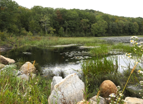 View of a wetland area with rocks and wildflowers along the edge of a pond where grass and lily pads grow, with a forest along the other side of the pond. 