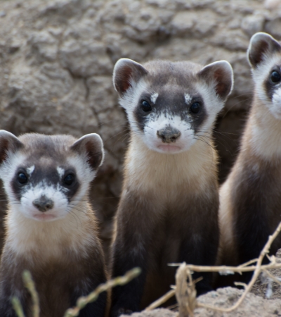 Three ferrets peek out of burrow.