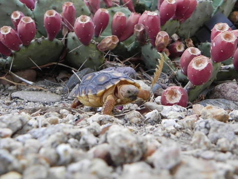 Baby turtle next to a cactus