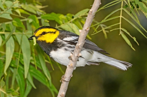 Golden-cheeked warbler with a worm in its beak