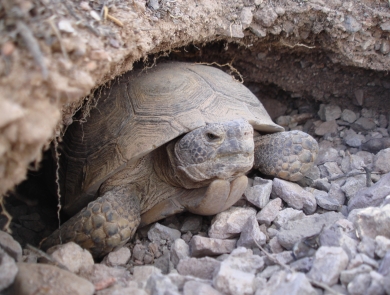 Mojave Desert Tortoise facing out of burrow