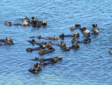 A group of sea otters floating close together in the water