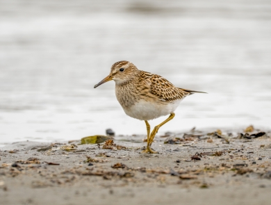White and brown shorebird walks along wet sand with water in the background