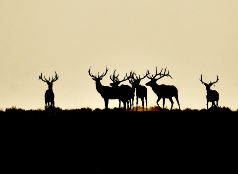 Herd of elk standing on top of hill