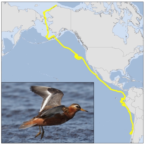Red Phalarope with satellite tag and map of migration