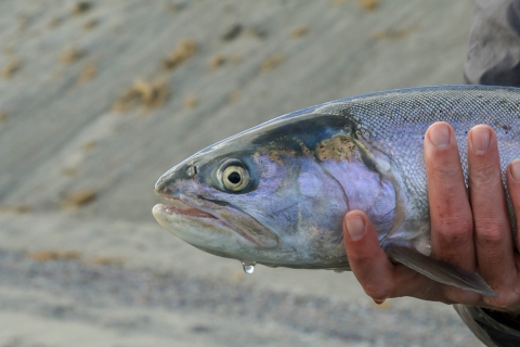Close-up of a silverish fish with light pink and gold coloring held in a hand.