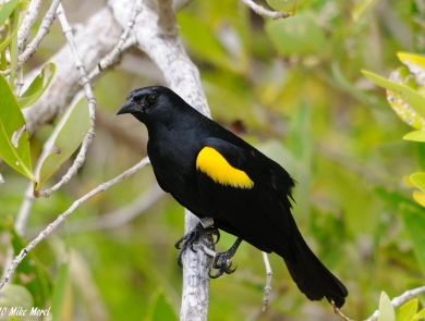 A yellow-shouldered blackbird perches on a tree limb. The bird is all black with yellow epaulets on its wings.