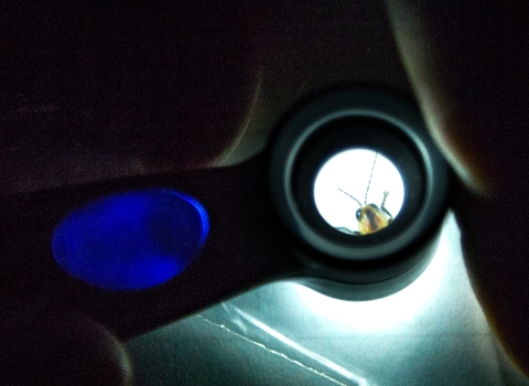 Looking through a microscope, a firefly’s head can be seen peering out