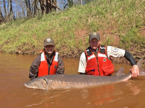 Two biologists stand in a river holding a large lake sturgeon at the surface of the water