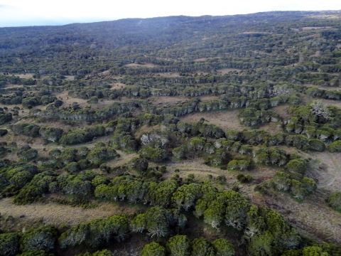 Rows of adult koa trees at Hakalau Forest National Wildlife Refuge