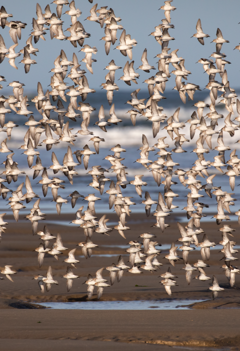 A large flock of pale-colored shorebirds flies low over a beach