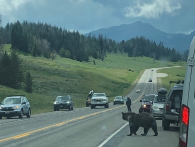 Grizzly bear attempting to cross the road, surrounded by cars and people.