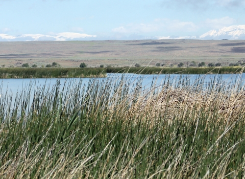 A pond at Camas National Wildlife Refuge with tall grass in the foreground and snowcapped mountains in the background. 