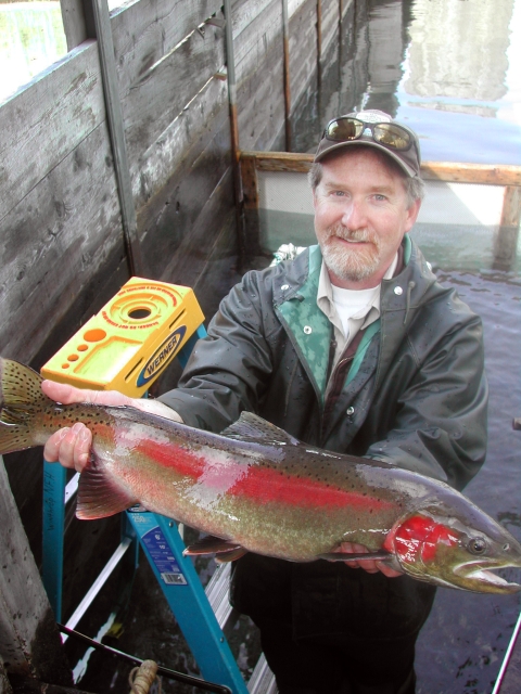 A Service employee holds up an adult steelhead in brilliant spawning colors.