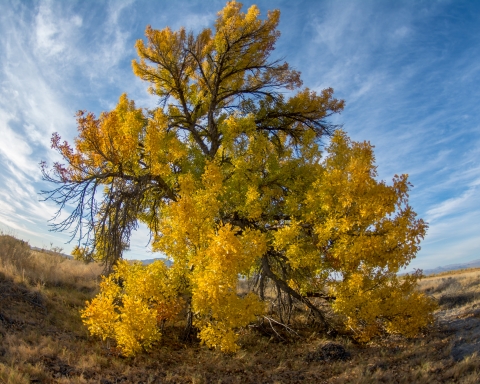 Large Ash tree with yellow leaves