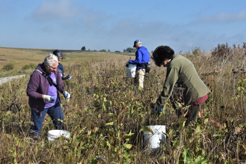 Four people in tallgrass field collect seed from plants and put it in white buckets at their feet.