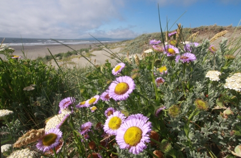 lavender flower with yellow center in coastal landscape