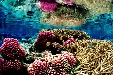 underwater closeup of multiple pink corals