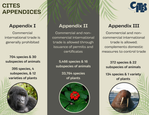 three columns with number of species in each appendix and images of a gorilla, plant with red berries, and a walrus