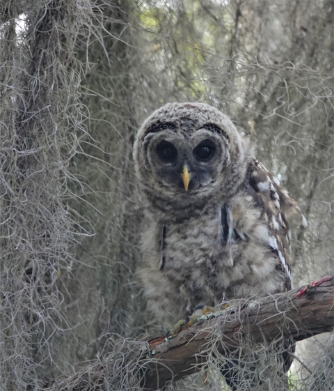Young barred owl sits in a tree at the Okefenokee Swamp