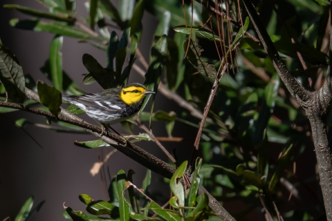 Golden-cheeked warbler