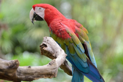red, green and blue parrot sits on tree branch