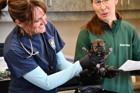 A Mexican wolf pup is held up during a health examination by a veterinarian. 