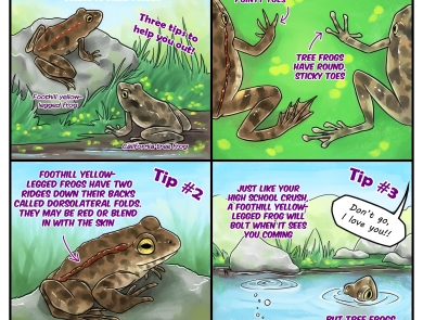 A four panel comic about telling the difference between foothill yellow legged frogs and california tree frogs.