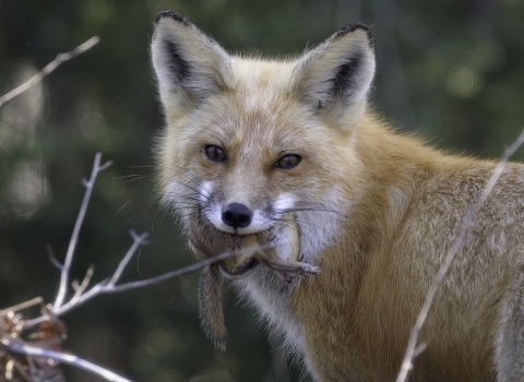 A red fox with a chipmunk in its mouth.