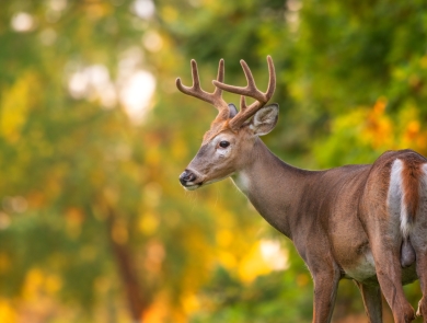 Adult white-tailed buck with velvet-covered antlers and green foliage in the background
