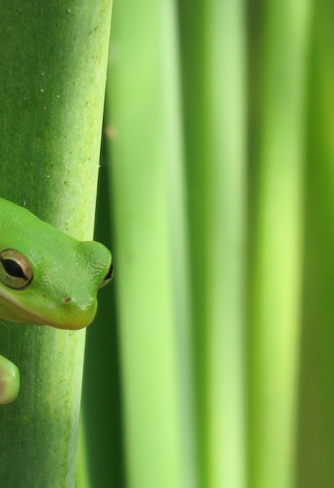 A green tree frog clings to bright green stalks at Aransas National Wildlife Refuge in Texas.