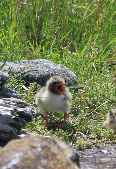 Common tern family