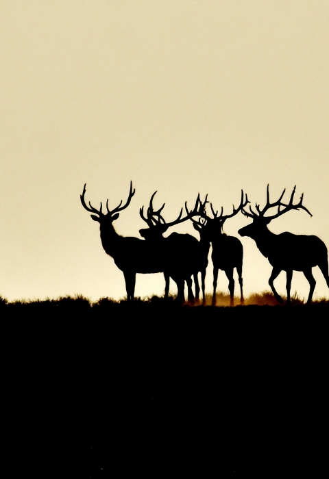 Elk on a ridge are silhouetted at sunrise at Seedskadee National Wildlife Refuge in Wyoming.