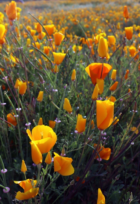 A field of California poppies. 