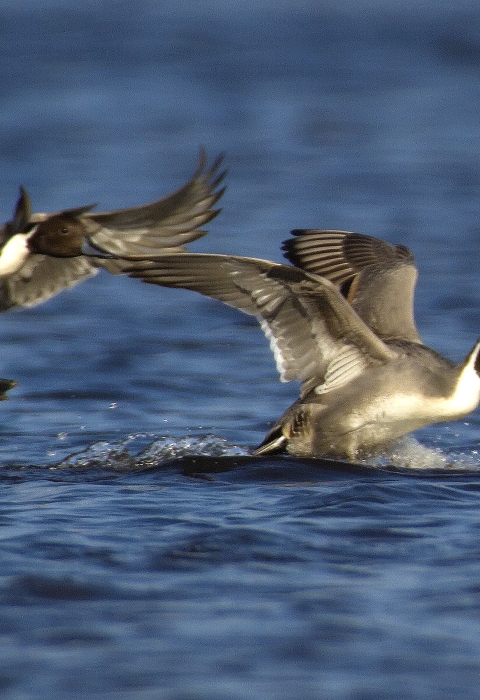 Northern pintails landing on the water