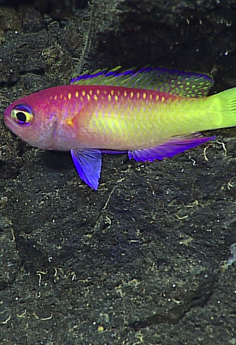 Bright, multi-colored fish swims in front of dark rocks.
