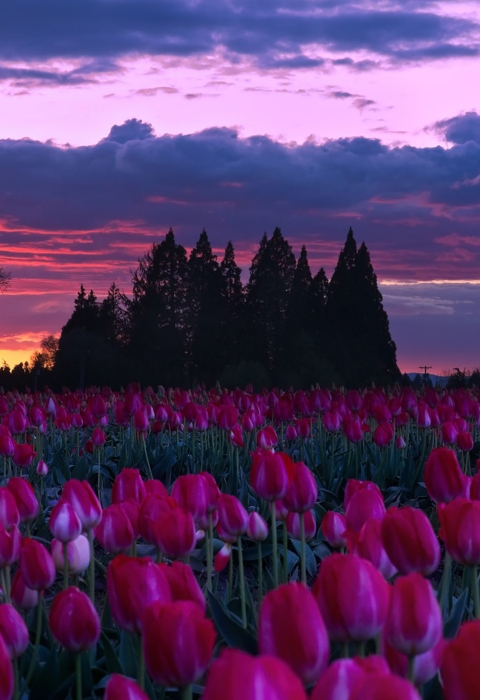 Tulip farm in bloom with clouds and sunset in the distance.