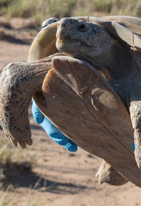 Closeup of a large bolson tortoise being held with gloved hands, with desert grassland in the background