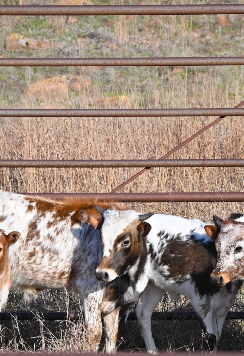 Six longhorn calves in pen
