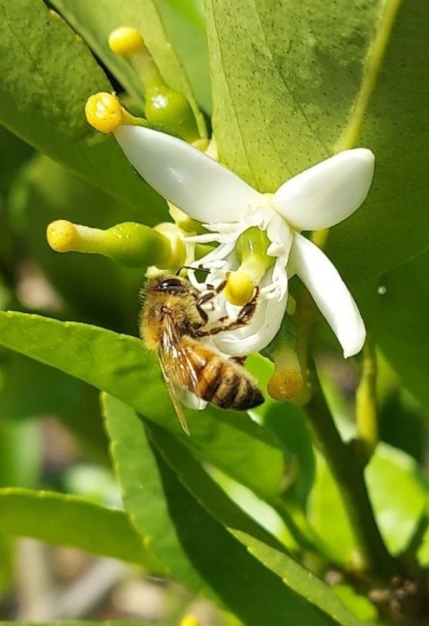 A honeybee is perched on the white, star-shaped blossom of a citrus tree