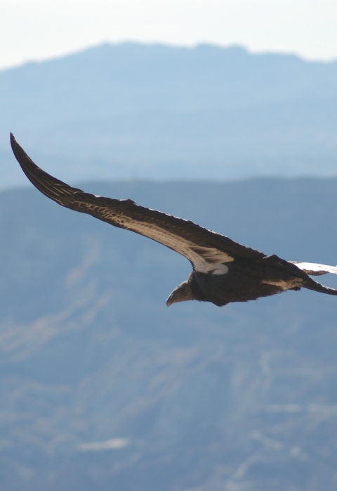 A California condor in flight showing the distinctive white underwing patches