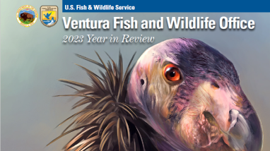 An illustration of a California condor