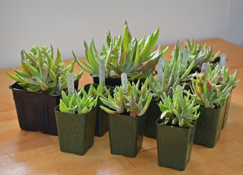 Several succulents in pots