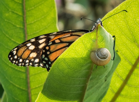 A monarch butterfly and a snail sit on opposite sides of a Milkweed leaf