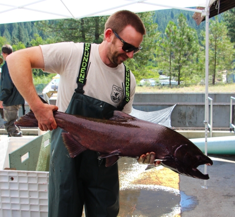 A smiling man in sunglasses, t-shirt, and waders, admires a huge Chinook salmon in spawning colors (reddish).
